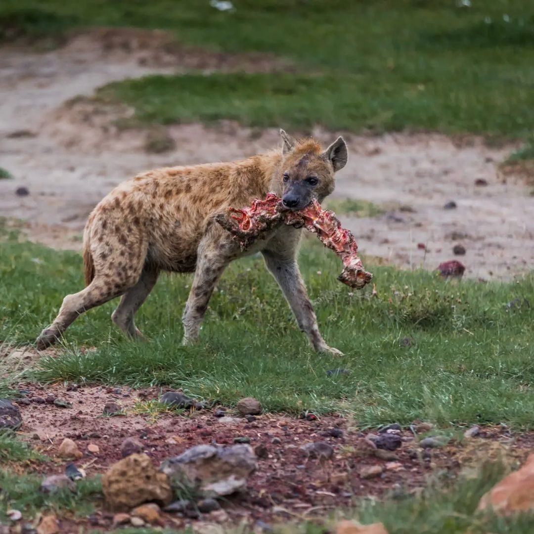 There is something to crunch - Spotted Hyena, Hyena, Predatory animals, Mammals, Animals, Wild animals, wildlife, Nature, National park, Africa, The photo, Bones, Spine, Mining, Longpost