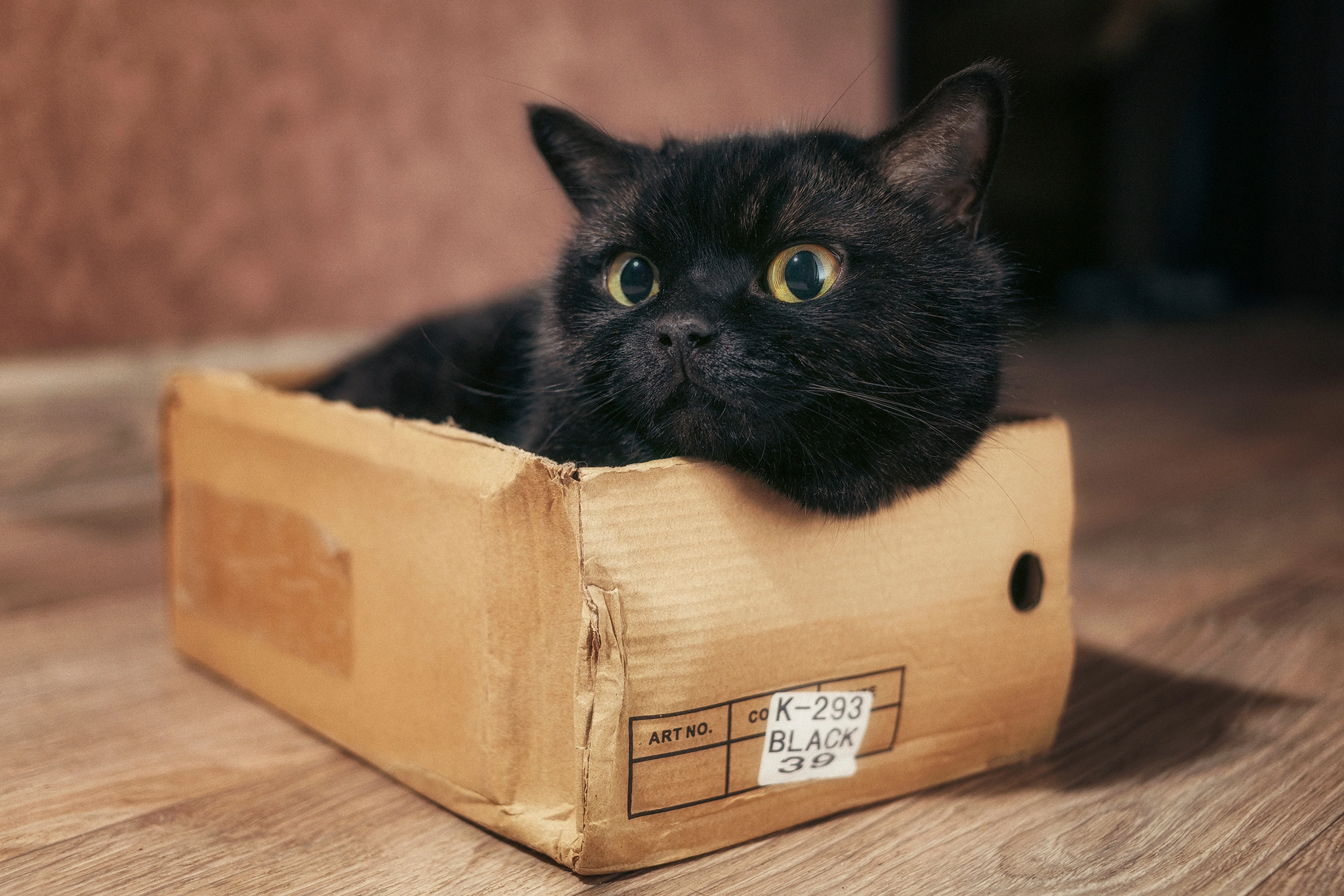 My box is my castle - My, cat, Box, Black cat