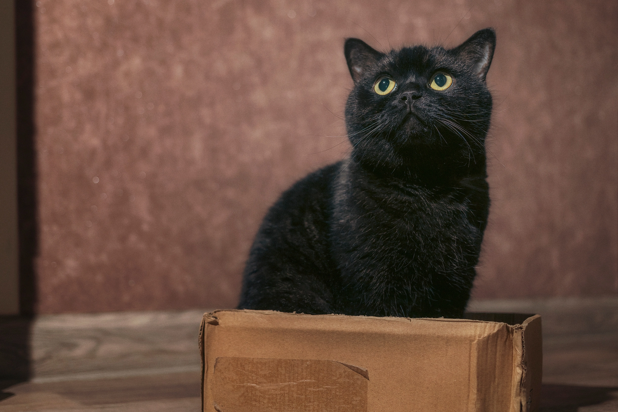 My box is my castle - My, cat, Box, Black cat