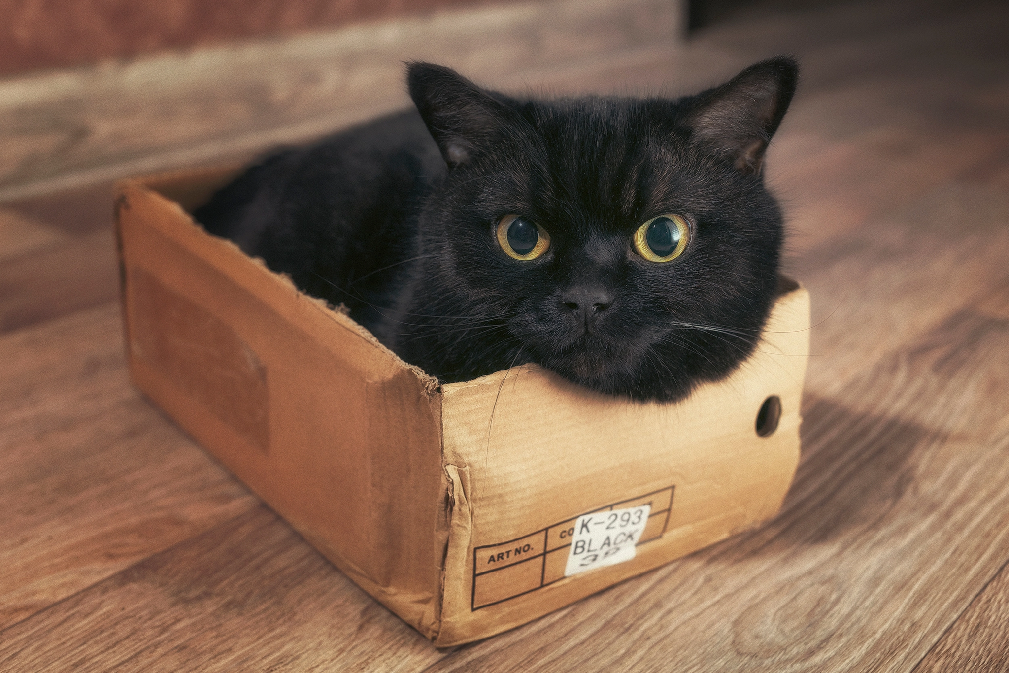 My box is my castle - My, cat, Box, Black cat