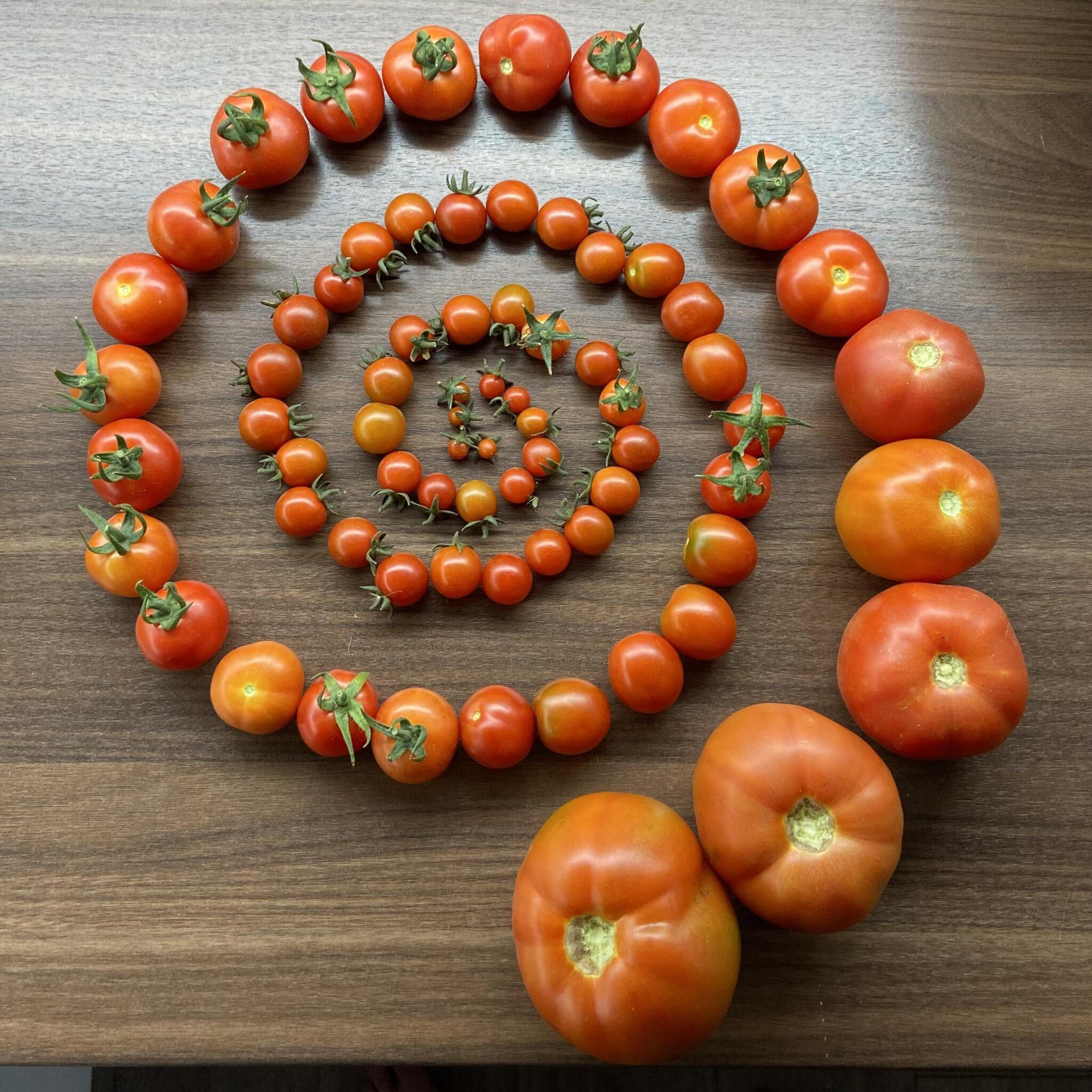 Reply to post Harvest of tomatoes - Tomatoes, Homemade, Harvest, The photo, Reply to post