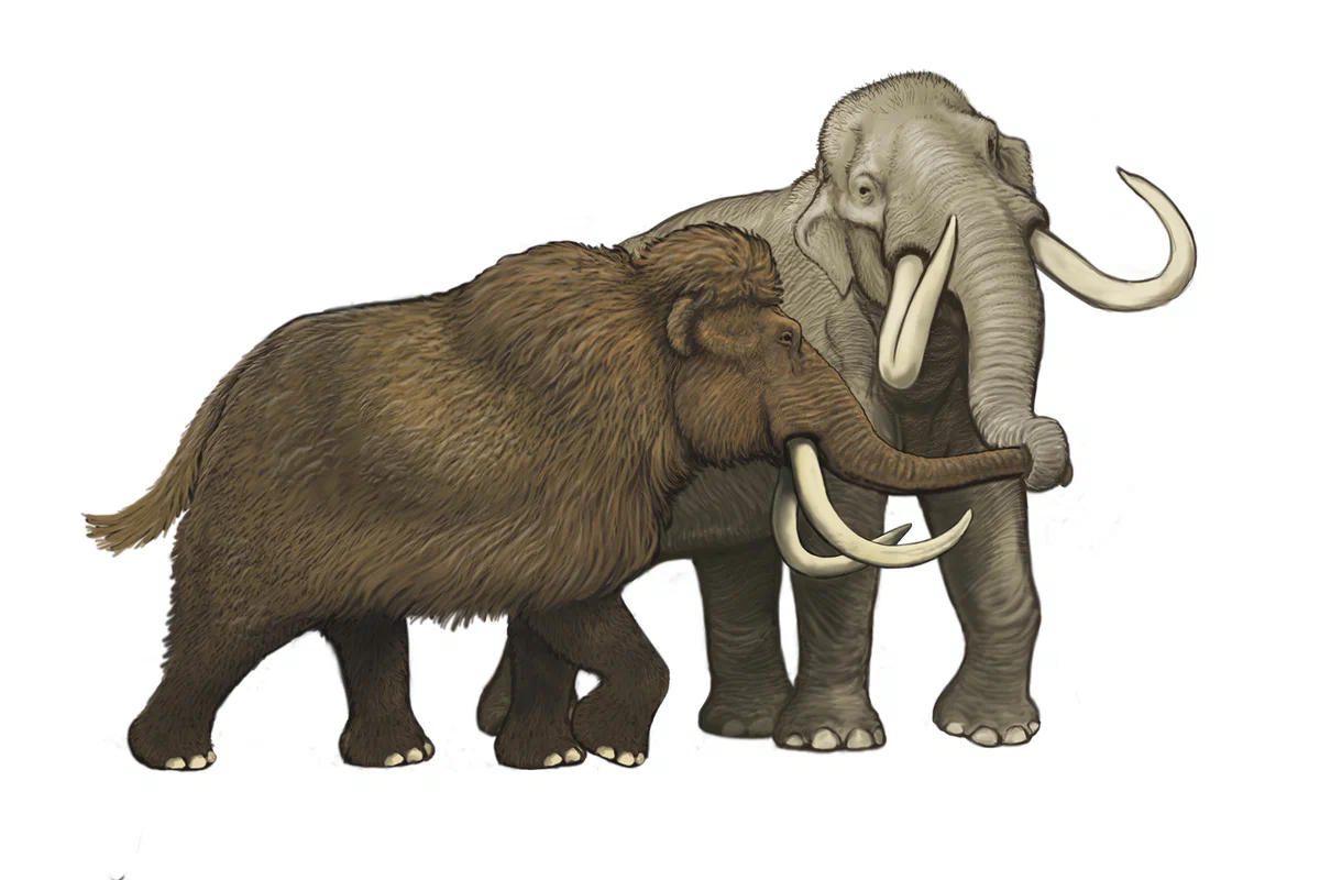 Columbus mammoth: One of the largest elephants in the history of the planet. Twice as heavy as the modern one, but the Indians killed it - Mammoth, Animal book, Yandex Zen, Paleontology, Longpost