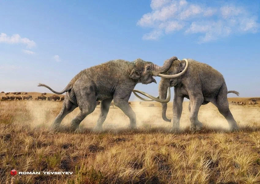 Columbus mammoth: One of the largest elephants in the history of the planet. Twice as heavy as the modern one, but the Indians killed it - Mammoth, Animal book, Yandex Zen, Paleontology, Longpost