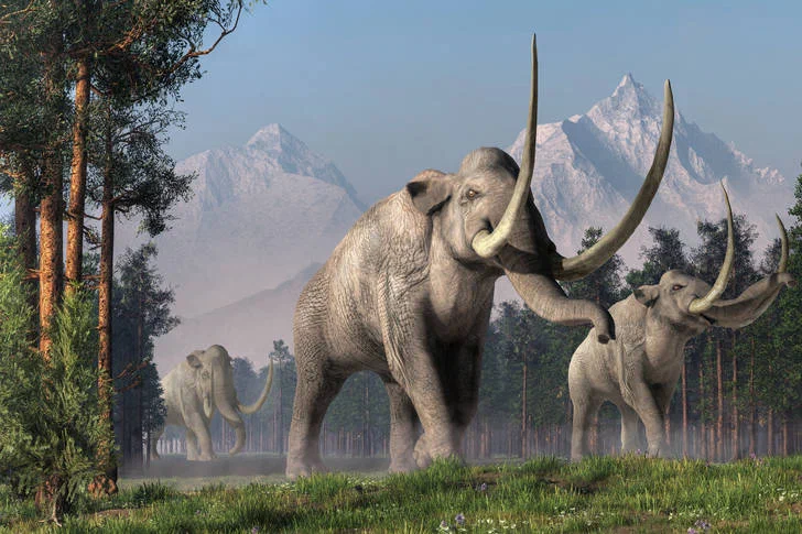 Columbus mammoth: One of the largest elephants in the history of the planet. Twice as heavy as the modern one, but the Indians killed it - Mammoth, Animal book, Yandex Zen, Paleontology, Longpost