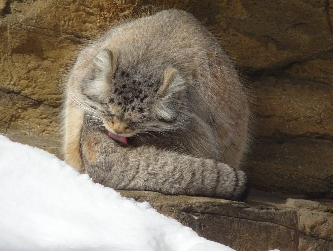 morning routine - Pet the cat, Pallas' cat, Small cats, Cat family, Predatory animals, Mammals, Animals, Wild animals, Zoo, The photo, Washing, Fluffy, Longpost