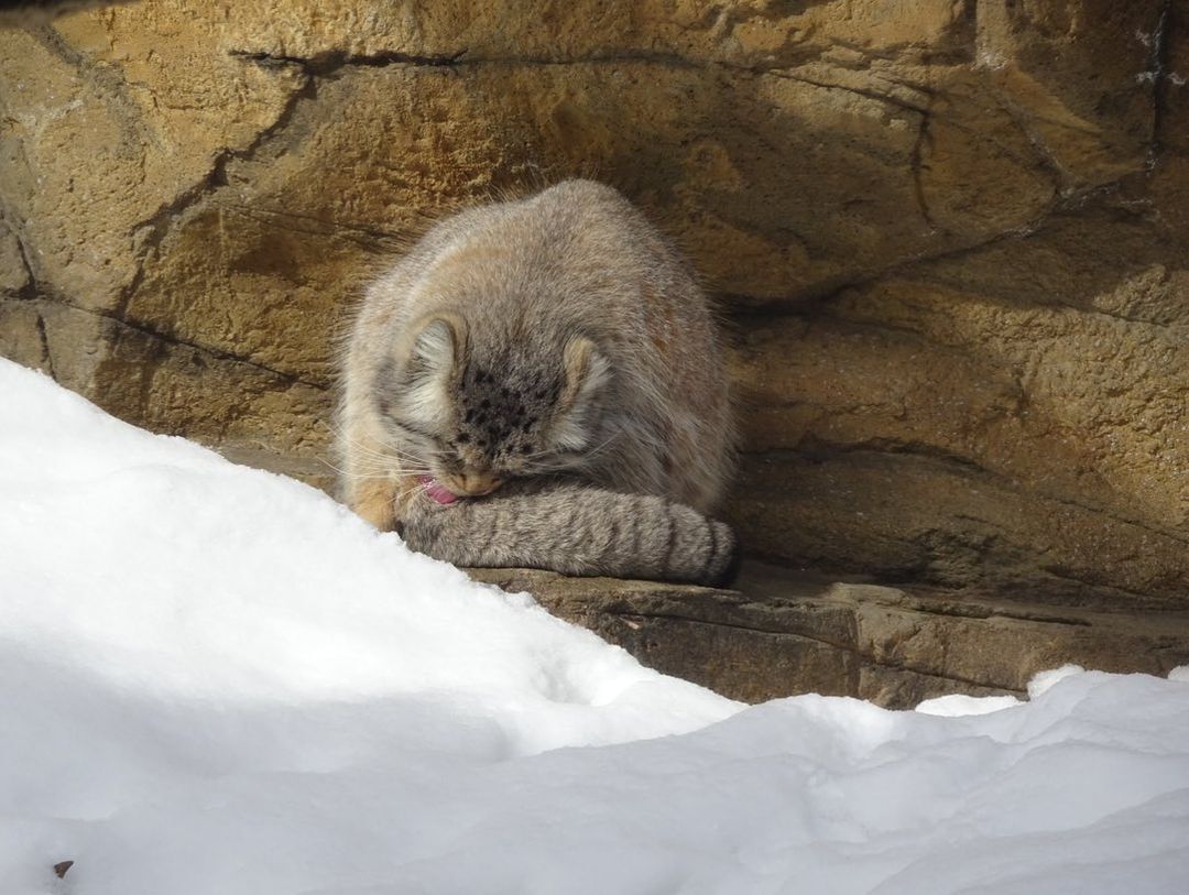 morning routine - Pet the cat, Pallas' cat, Small cats, Cat family, Predatory animals, Mammals, Animals, Wild animals, Zoo, The photo, Washing, Fluffy, Longpost