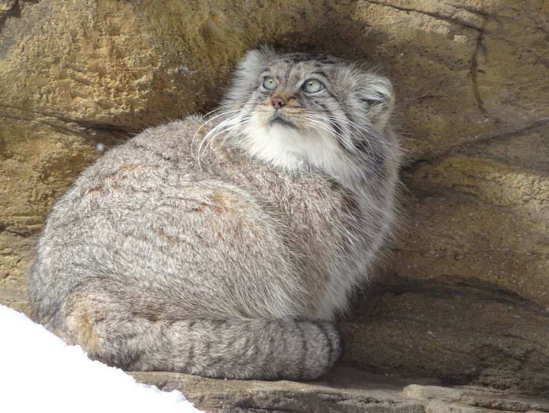 morning routine - Pet the cat, Pallas' cat, Small cats, Cat family, Predatory animals, Mammals, Animals, Wild animals, Zoo, The photo, Washing, Fluffy, Longpost