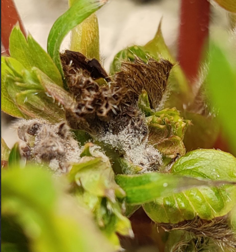 insect eater - My, Plants, Garden, Garden, Houseplants, Macro photography, Strawberry (plant), Pests, Vertical video, Mushrooms, Insects, Video, Longpost, Telegram channels