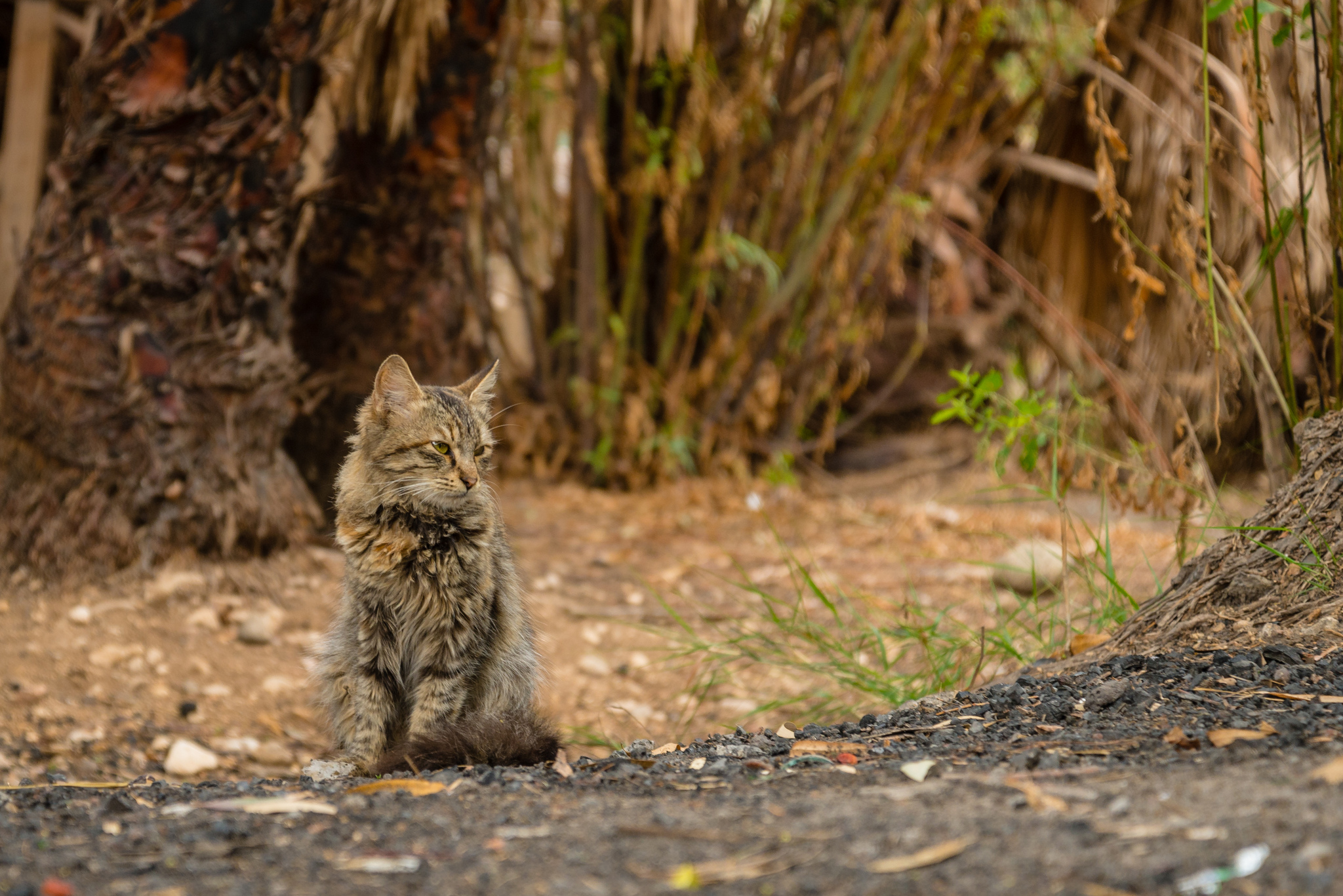 travel cats - My, cat, The photo, Travels, Longpost