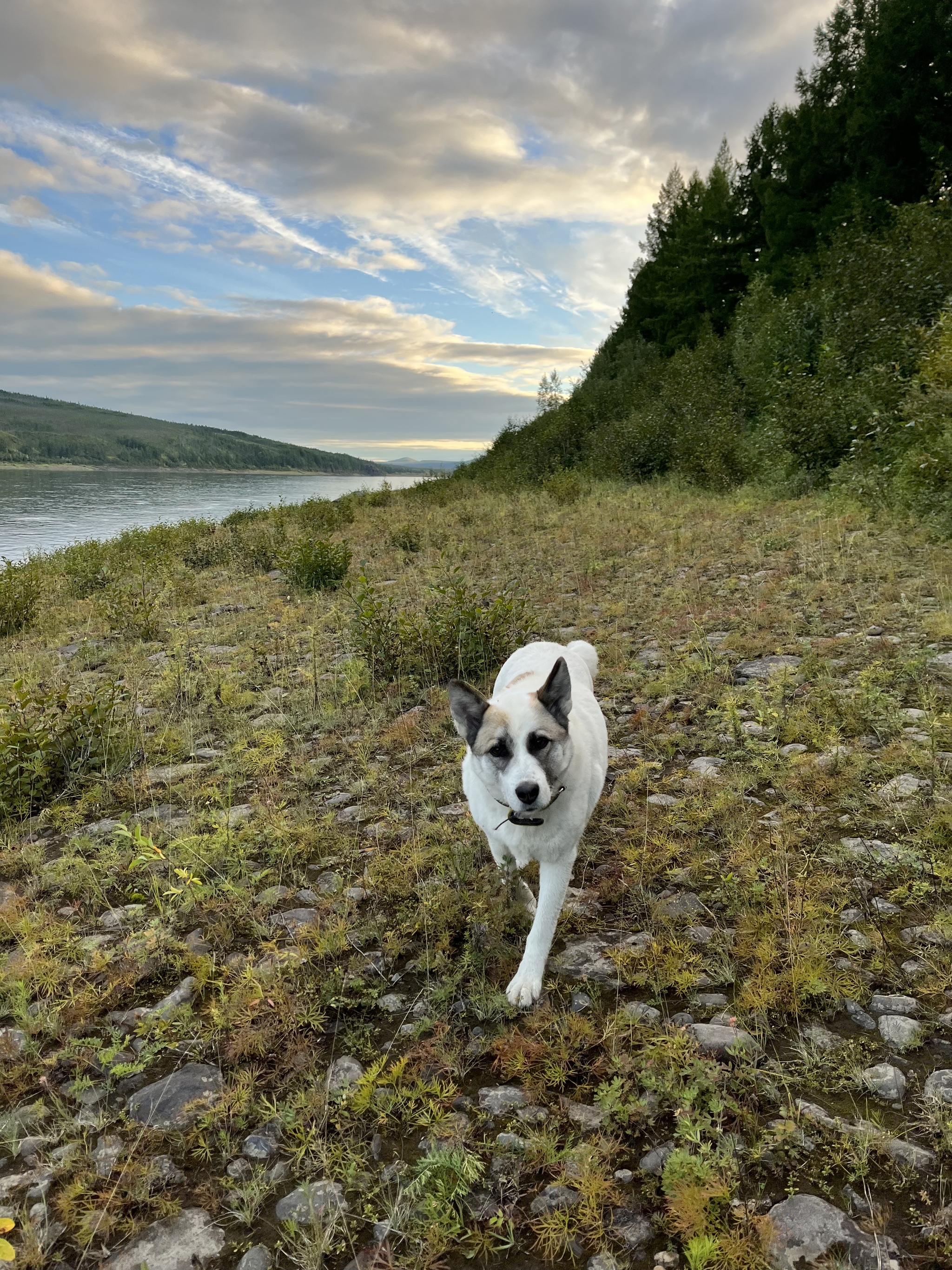 Vacation in the capital of Evenkia - My, Photographer, North, The nature of Russia, Krasnoyarsk region, Nizhnyaya Tunguska, Rook, Laika, Dog, Longpost