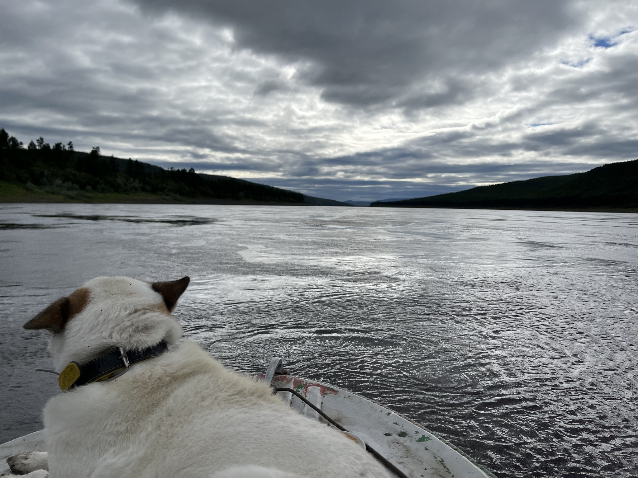 Vacation in the capital of Evenkia - My, Photographer, North, The nature of Russia, Krasnoyarsk region, Nizhnyaya Tunguska, Rook, Laika, Dog, Longpost