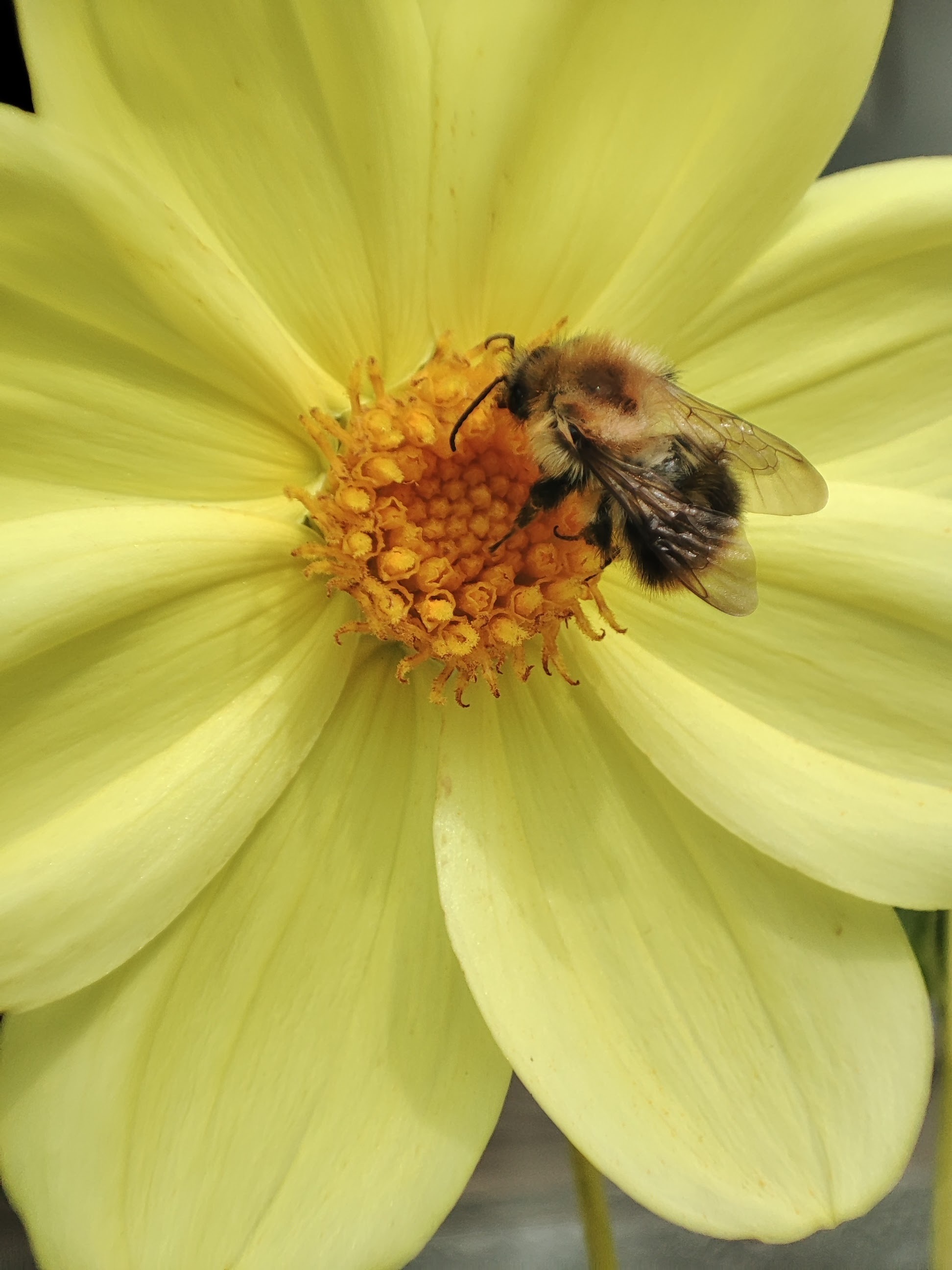 hard worker - My, Macro photography, The photo, Mobile photography, Xiaomi, Bumblebee, Flowers, Insects