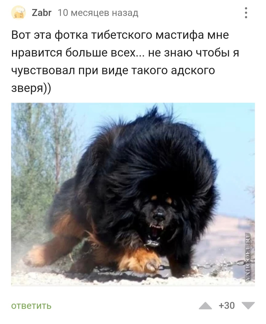 admiration, definitely - Dog, Tibetan mastiff, beauty, Power, Comments on Peekaboo, Screenshot, Longpost