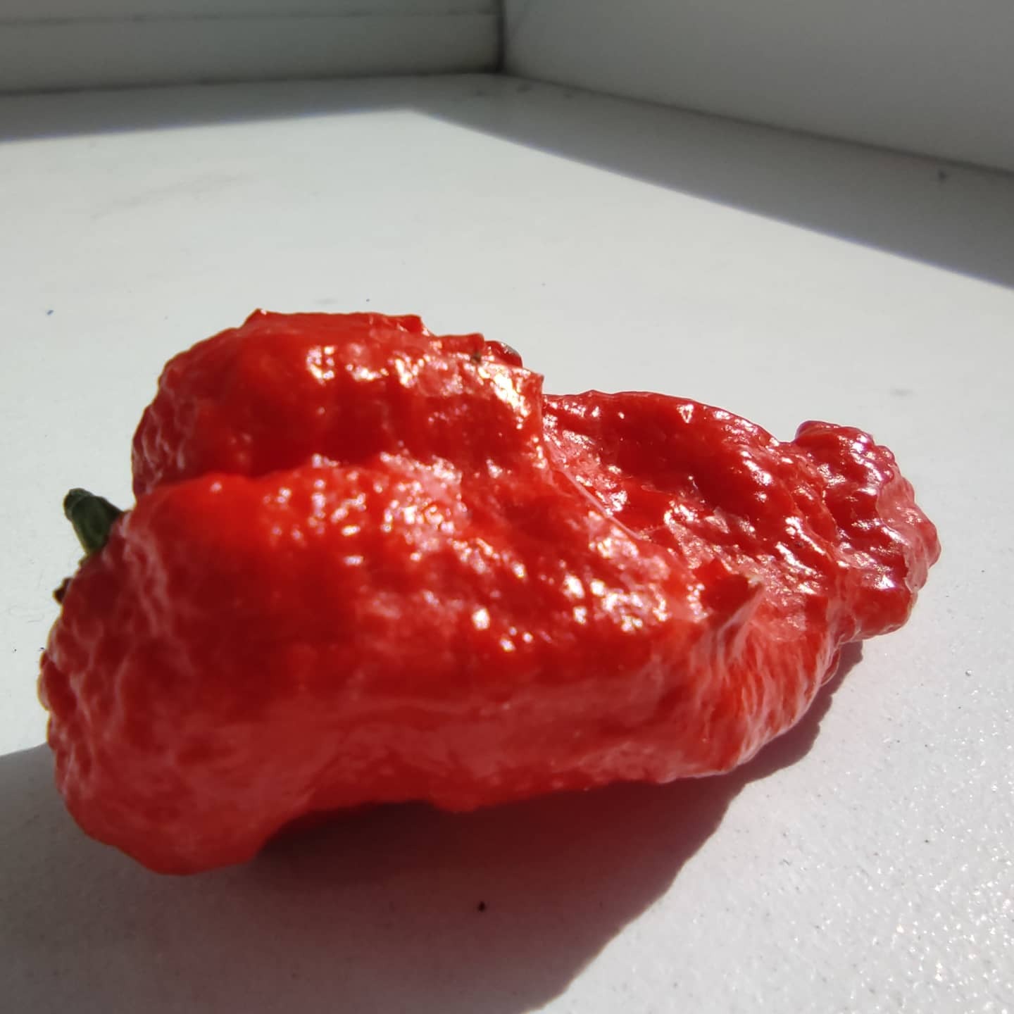 So in Siberia, superhots began to ripen - My, Hot peppers, Garden, Spicy, Habanero, Harvest, Longpost