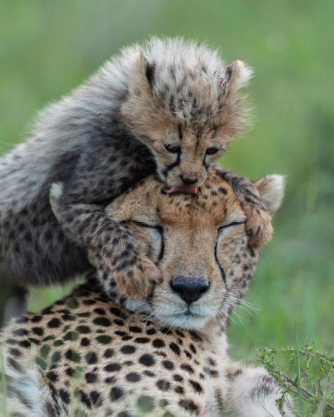 Now mama you're clean - Cheetah, Rare view, Small cats, Cat family, Predatory animals, Mammals, Animals, Wild animals, wildlife, Nature, Reserves and sanctuaries, Masai Mara, Africa, The photo, Young, Lick