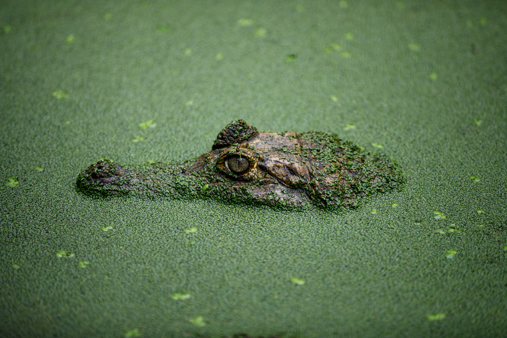 Caiman (Caiman crocodilus) - My, The photo, Ecuador, Caiman, wildlife