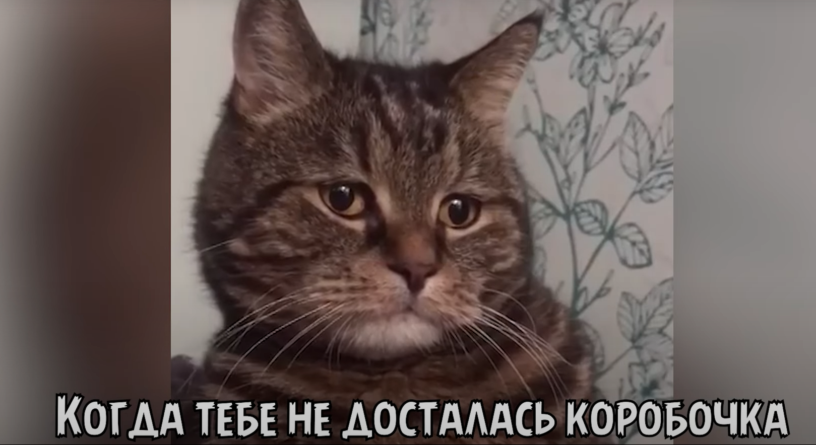 When you didn't get the box - cat, Box, Humor, Yakubovich
