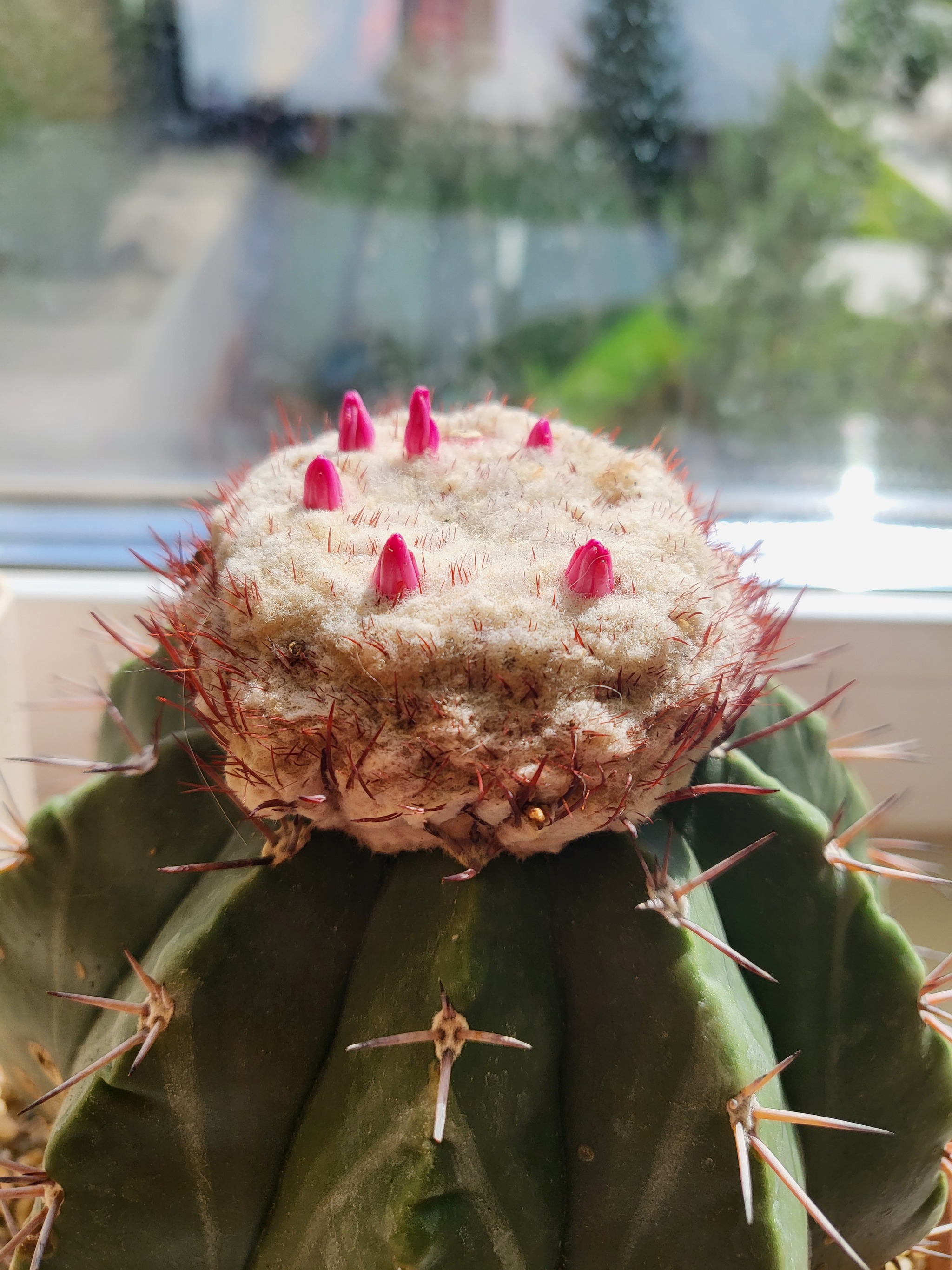 cactus bloomed - My, Cactus, Bloom