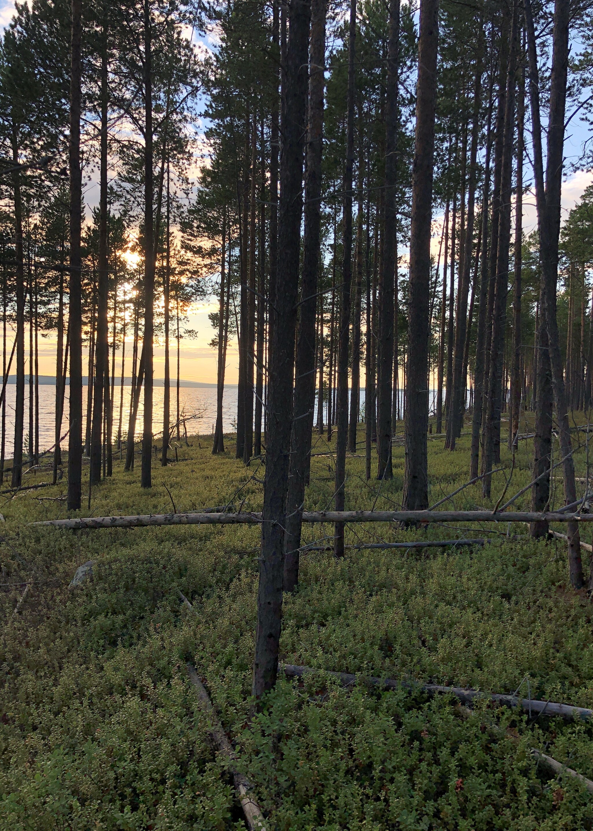 Northern forests in your feed - My, Travels, Travel across Russia, Lake, Kola Peninsula, Tourism, Hike, Карелия, Tent, Camping, Туристы, Mobile photography, Longpost, The photo