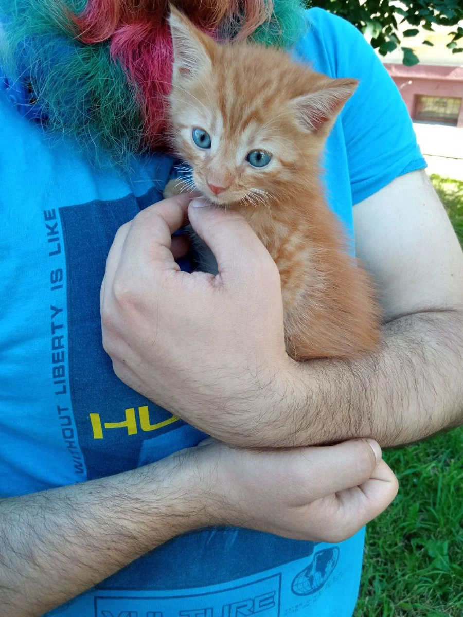 Rescuing cats from desert cottages. It was-became and greetings from home for July-August (388 found their home) - My, Animal Rescue, cat, Found a home, Dacha, Longpost