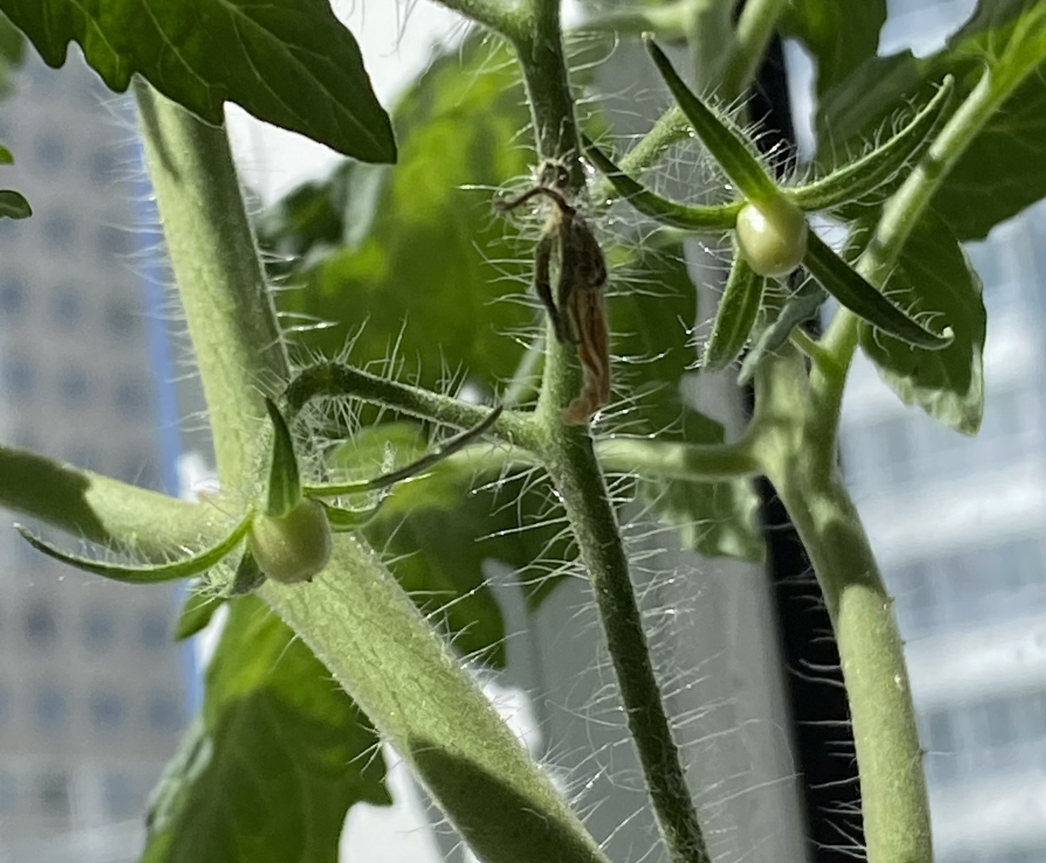 First ever harvest - My, Garden, Houseplants, Tomatoes, Experience, Longpost, Vegetable garden on the windowsill