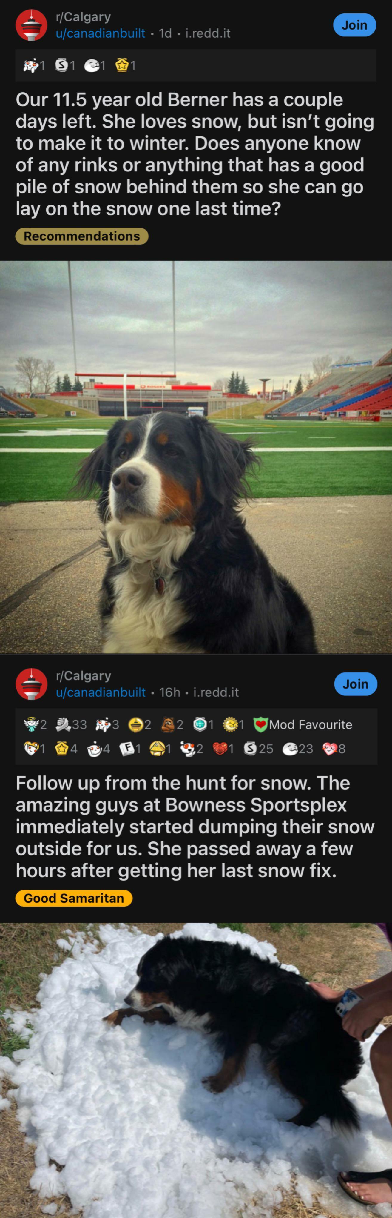 sad girl - Dog, Bernese mountain dog, Snow, Canada, Last thing, Sadness, Screenshot, Help, Longpost, Reddit