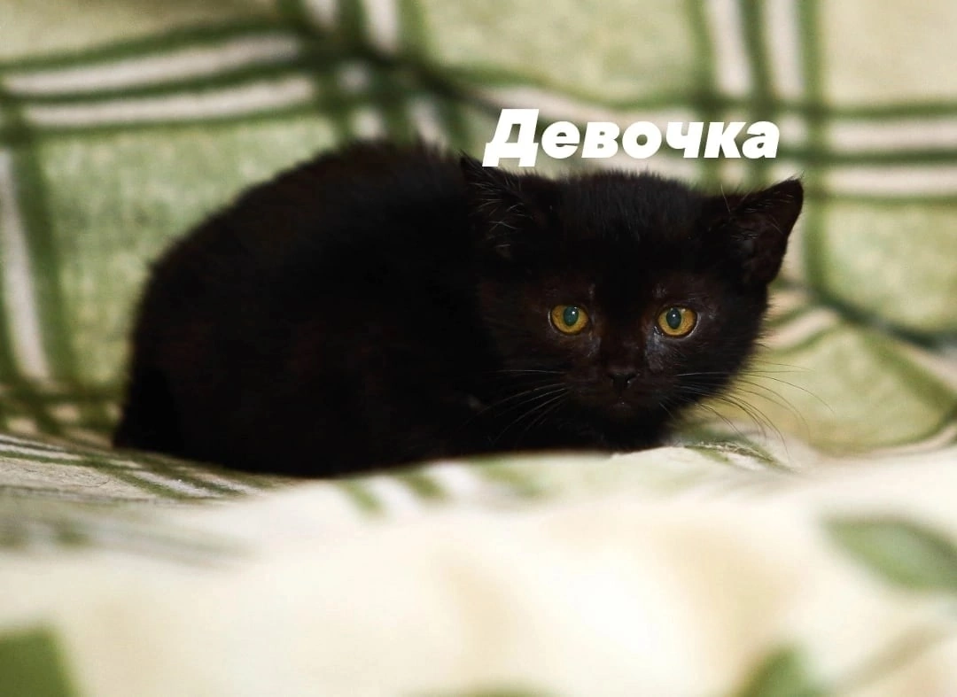 Baby Bagheera in responsible hands - Animal shelter, Moscow, In good hands, Fluffy, Murkosh shelter, cat