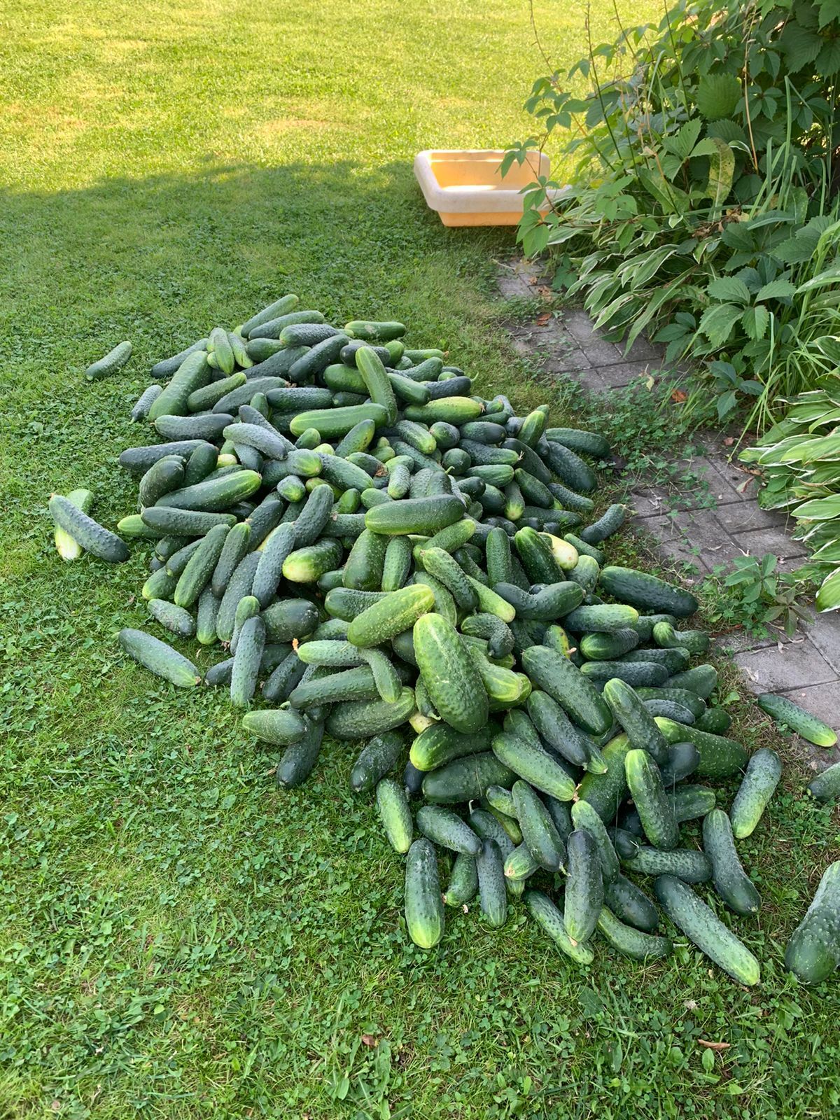 Share your pickle recipes - My, Harvest, Garden, Cucumbers