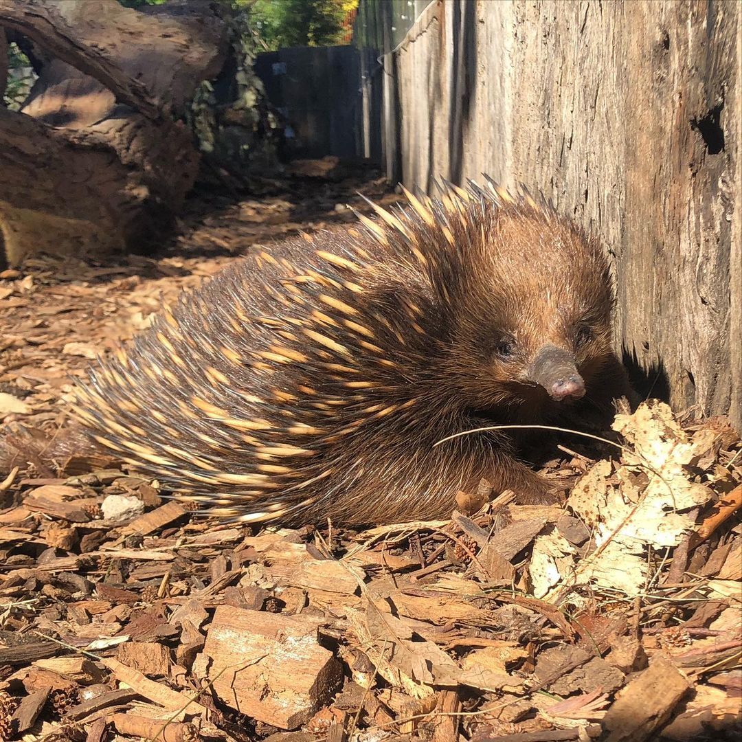 echidnas - Echidna, Mammals, Animals, Wild animals, Zoo, The photo, Longpost