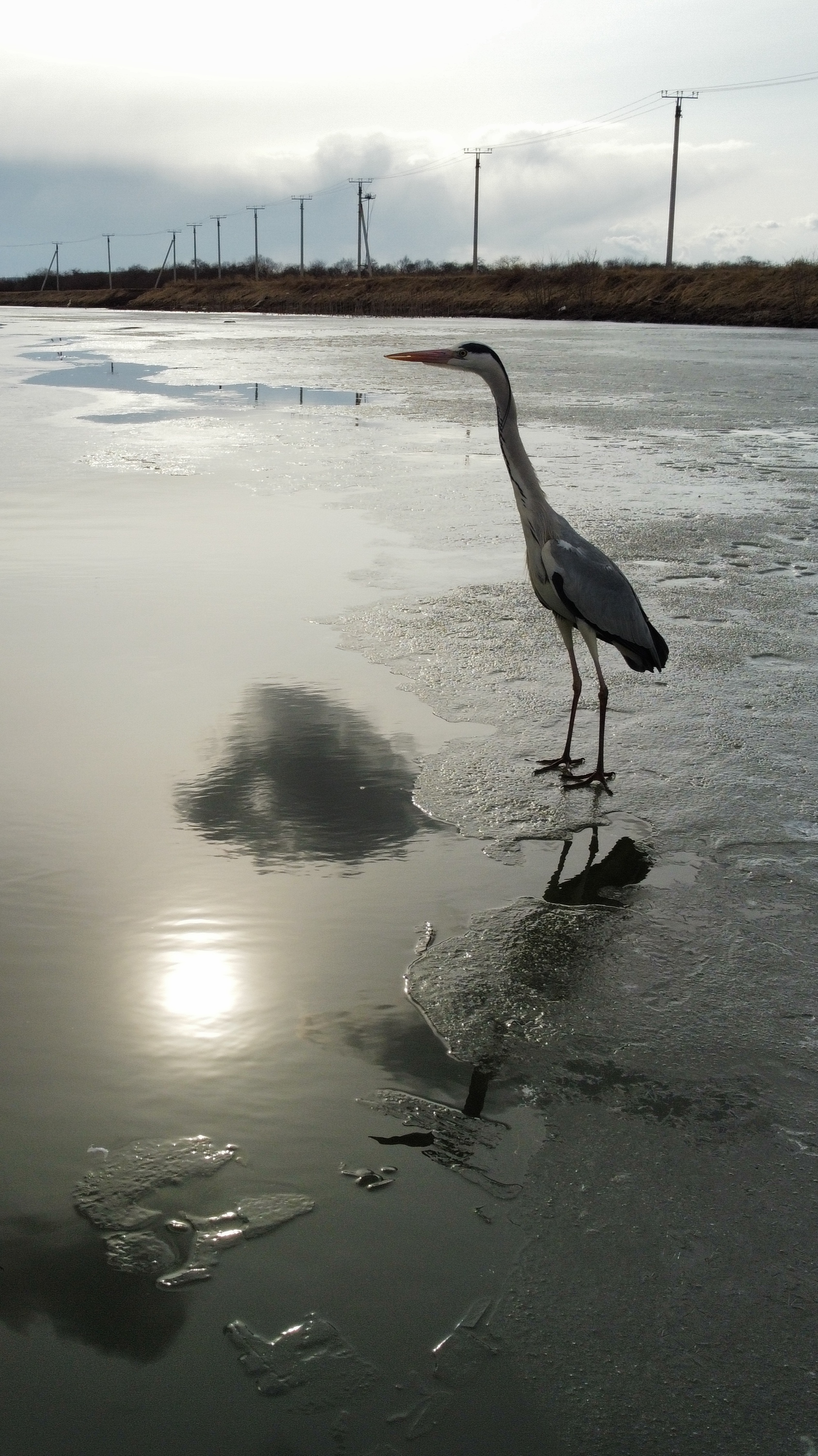 Probably a heron - My, Birds, Gray heron, Heron, Water, Longpost