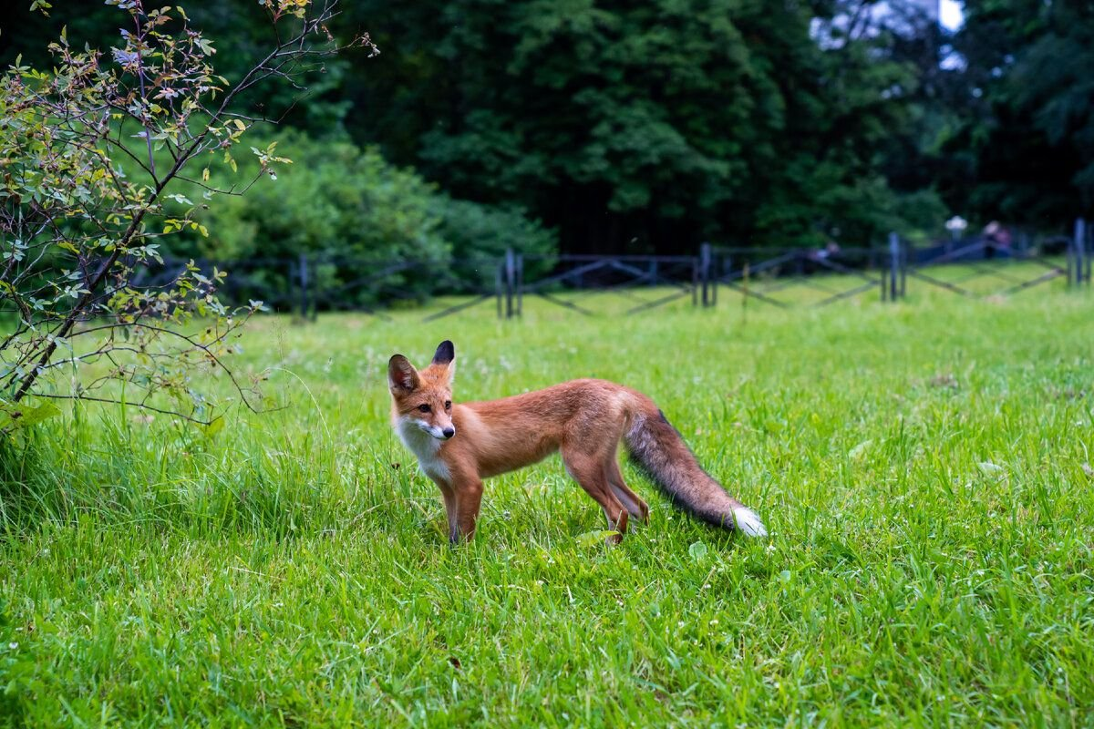 Meeting with Lisa in the VDNKh park - My, Moscow, Fox, Wild World, Animals, Longpost