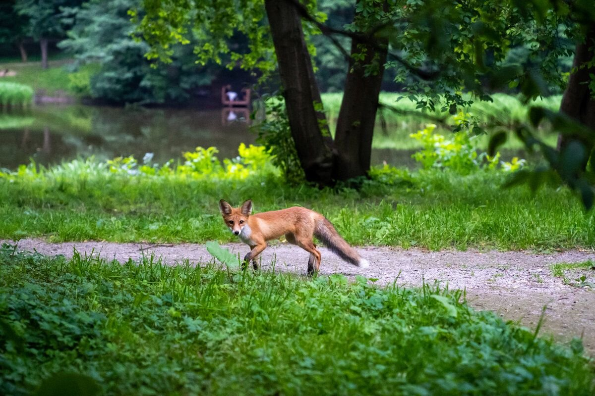 Meeting with Lisa in the VDNKh park - My, Moscow, Fox, Wild World, Animals, Longpost