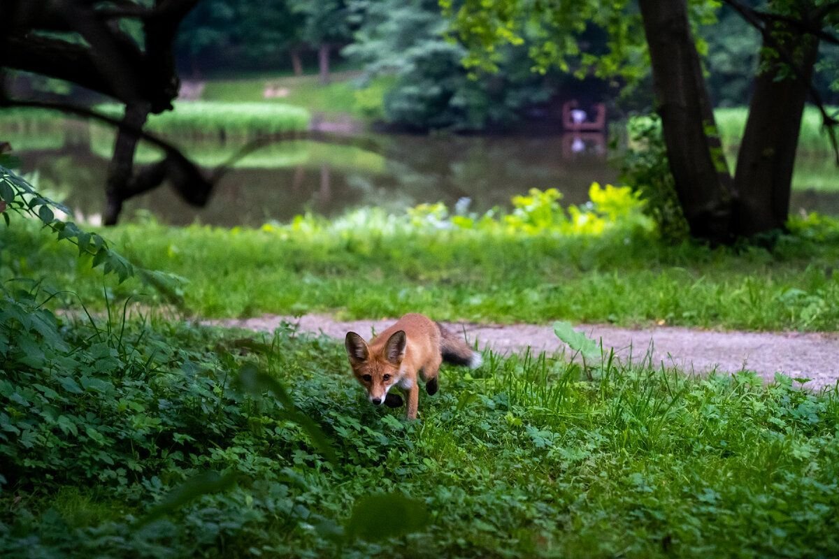 Meeting with Lisa in the VDNKh park - My, Moscow, Fox, Wild World, Animals, Longpost