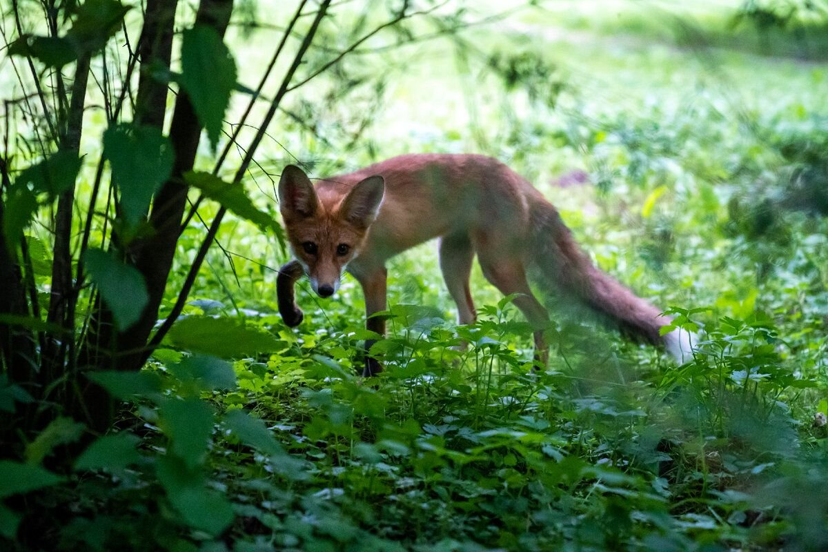 Meeting with Lisa in the VDNKh park - My, Moscow, Fox, Wild World, Animals, Longpost