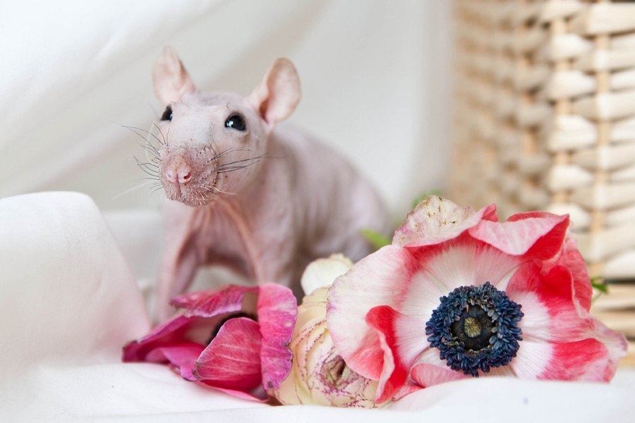 Bald tenderness - My, Rat, Pets