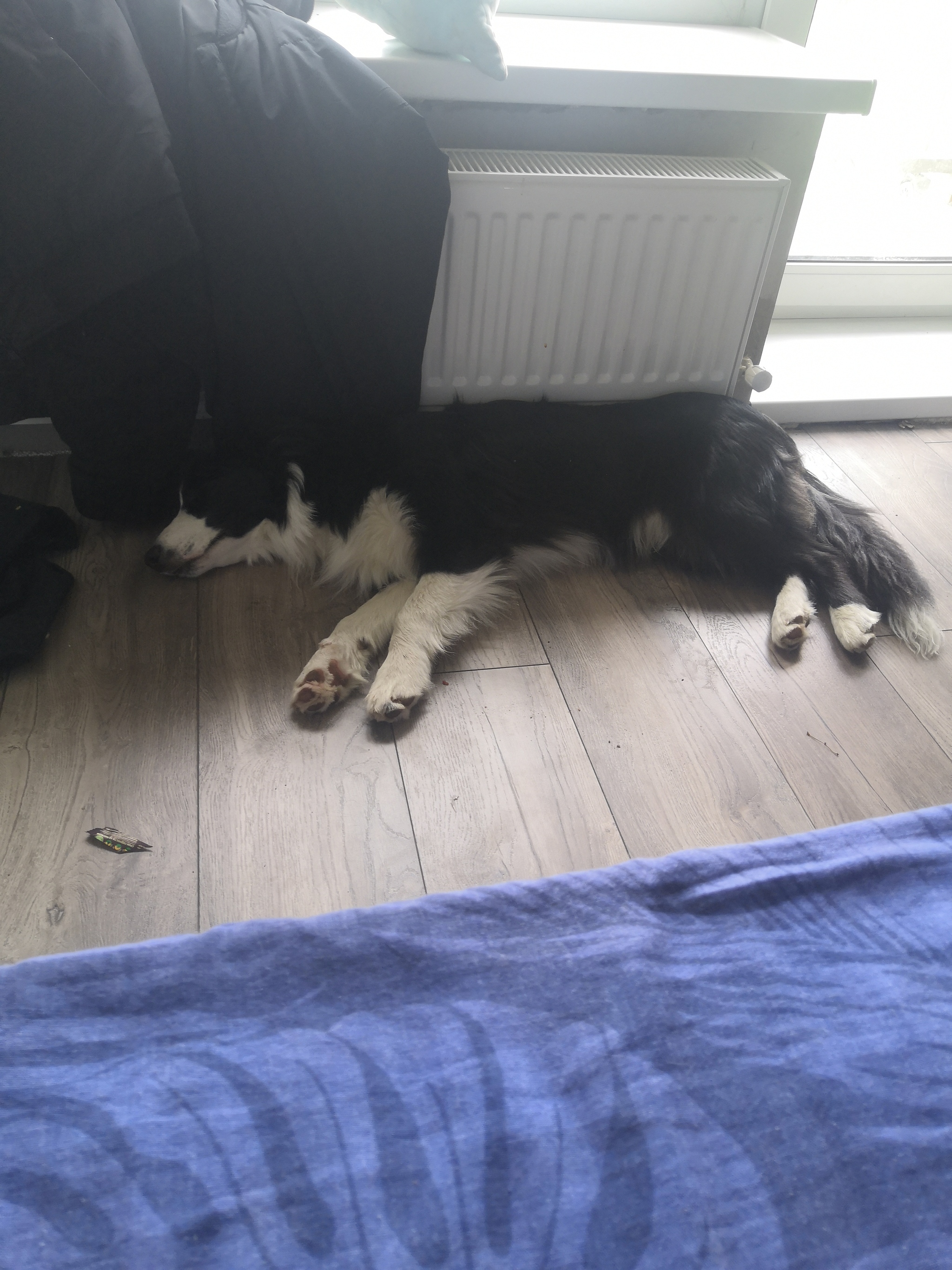 First achievements - My, Life stories, Dream, Dog, Border Collie, Longpost, Friend