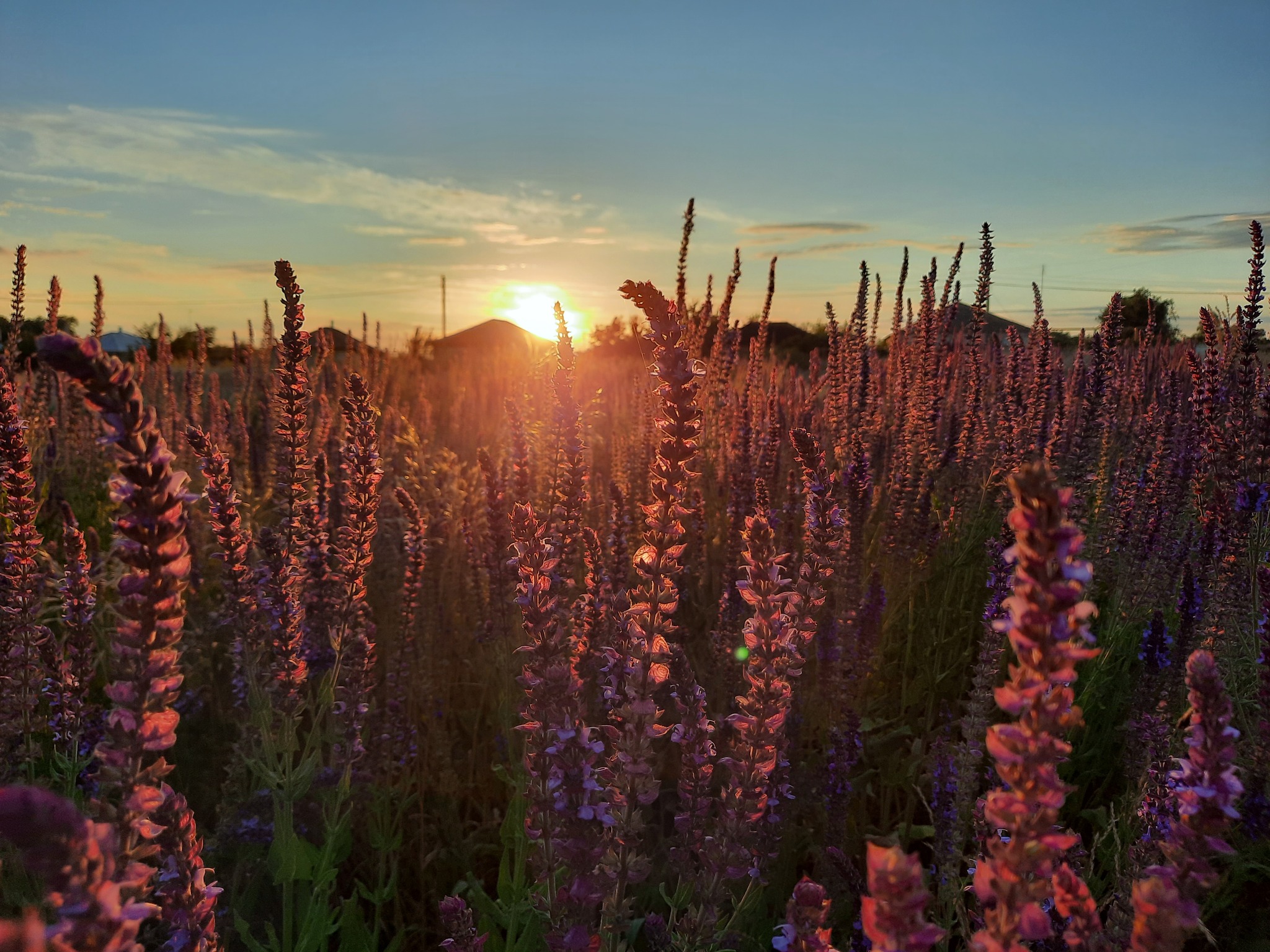 Voronezh region, warm sunset - My, Nature, Summer, The photo, Photographer, Flowers, Sunset, Voronezh region