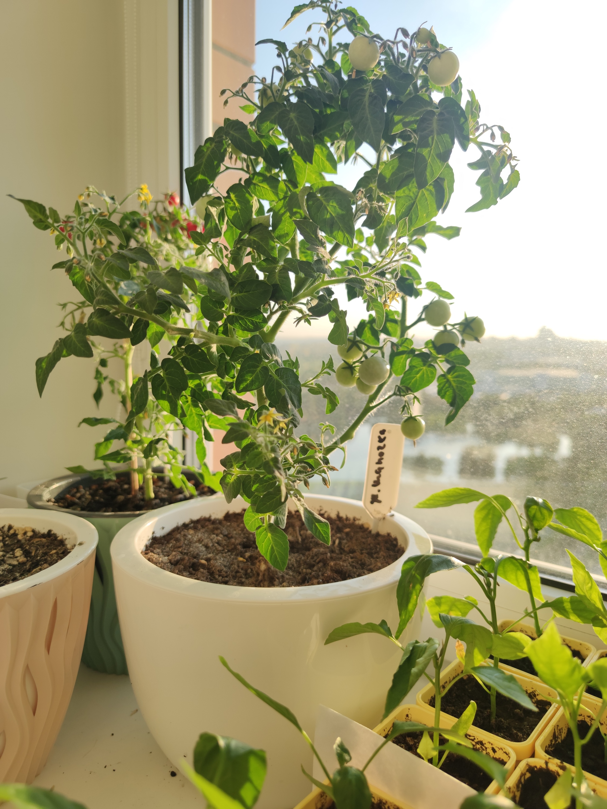 Garden in the apartment 2022. Help - My, Pepper, Hot peppers, Tomatoes, Houseplants, Garden, Hobby, Vegetable garden on the windowsill, Vegetable garden in the city, Boasting, Plants, Question, Longpost