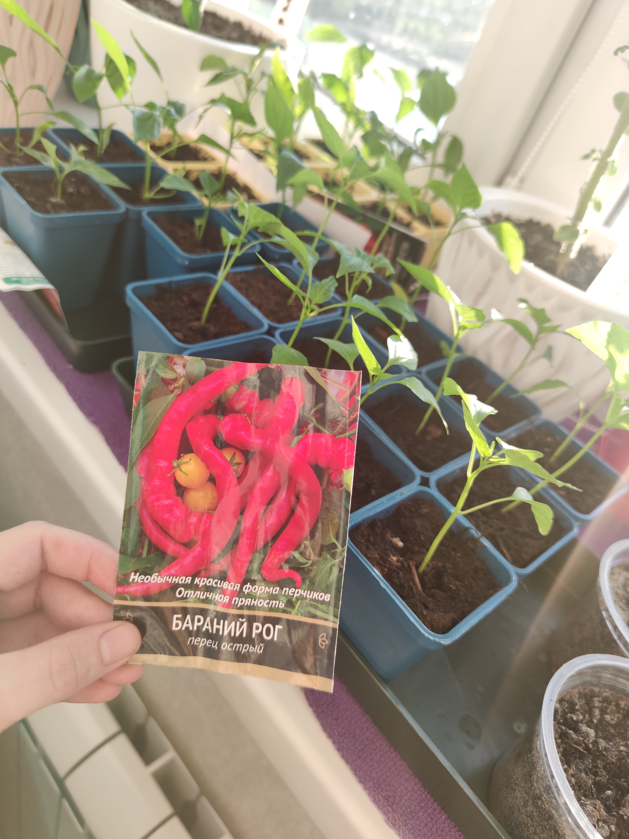 Garden in the apartment 2022. Help - My, Pepper, Hot peppers, Tomatoes, Houseplants, Garden, Hobby, Vegetable garden on the windowsill, Vegetable garden in the city, Boasting, Plants, Question, Longpost