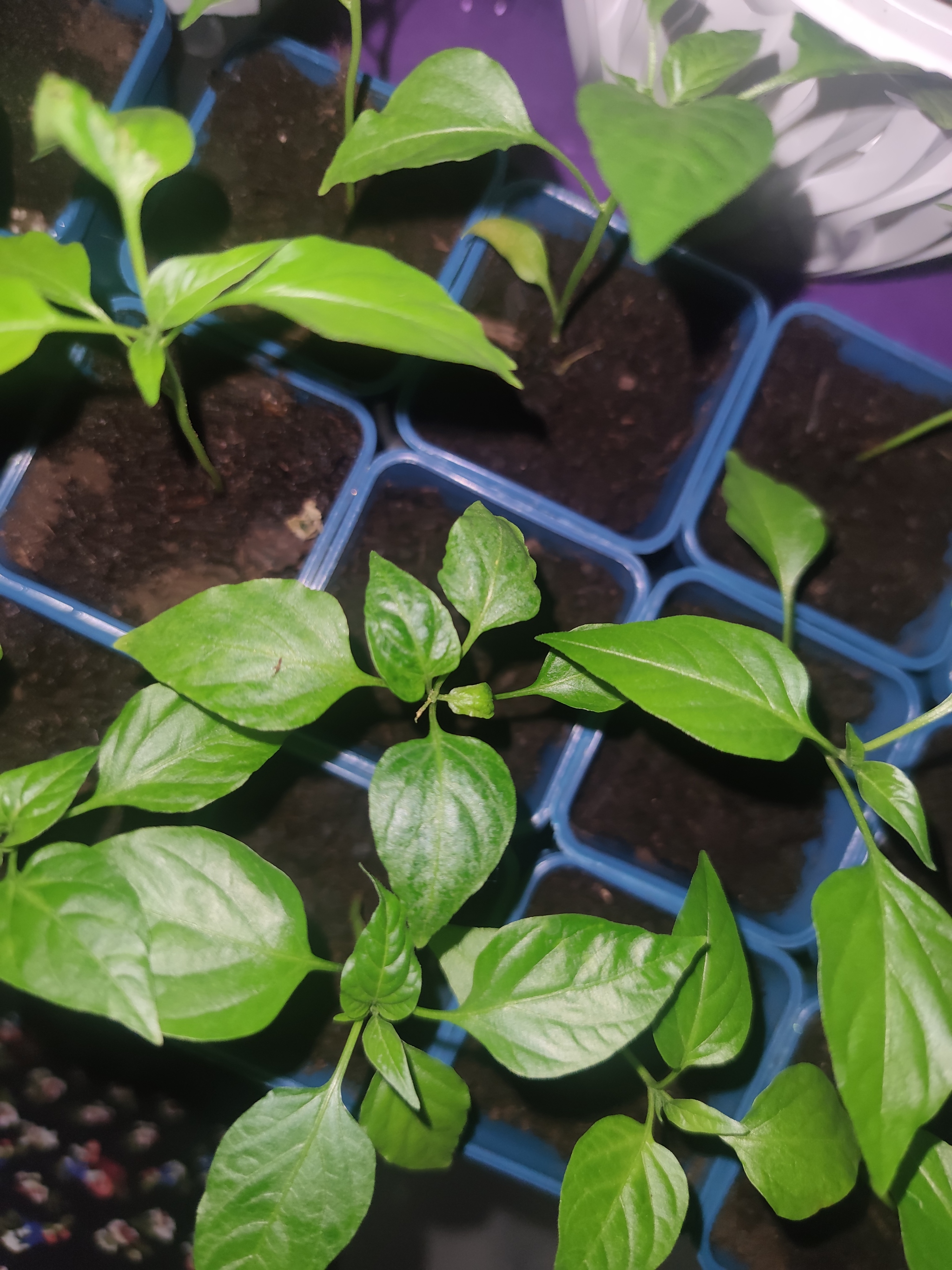 Garden in the apartment 2022. Help - My, Pepper, Hot peppers, Tomatoes, Houseplants, Garden, Hobby, Vegetable garden on the windowsill, Vegetable garden in the city, Boasting, Plants, Question, Longpost