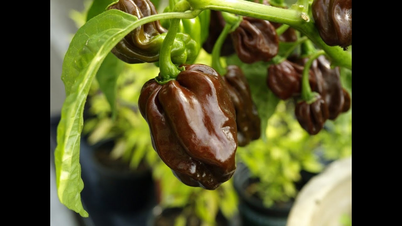 Habanero Seeds Chocolate - Habanero, Hot peppers, Capsaicin, Pepper farming