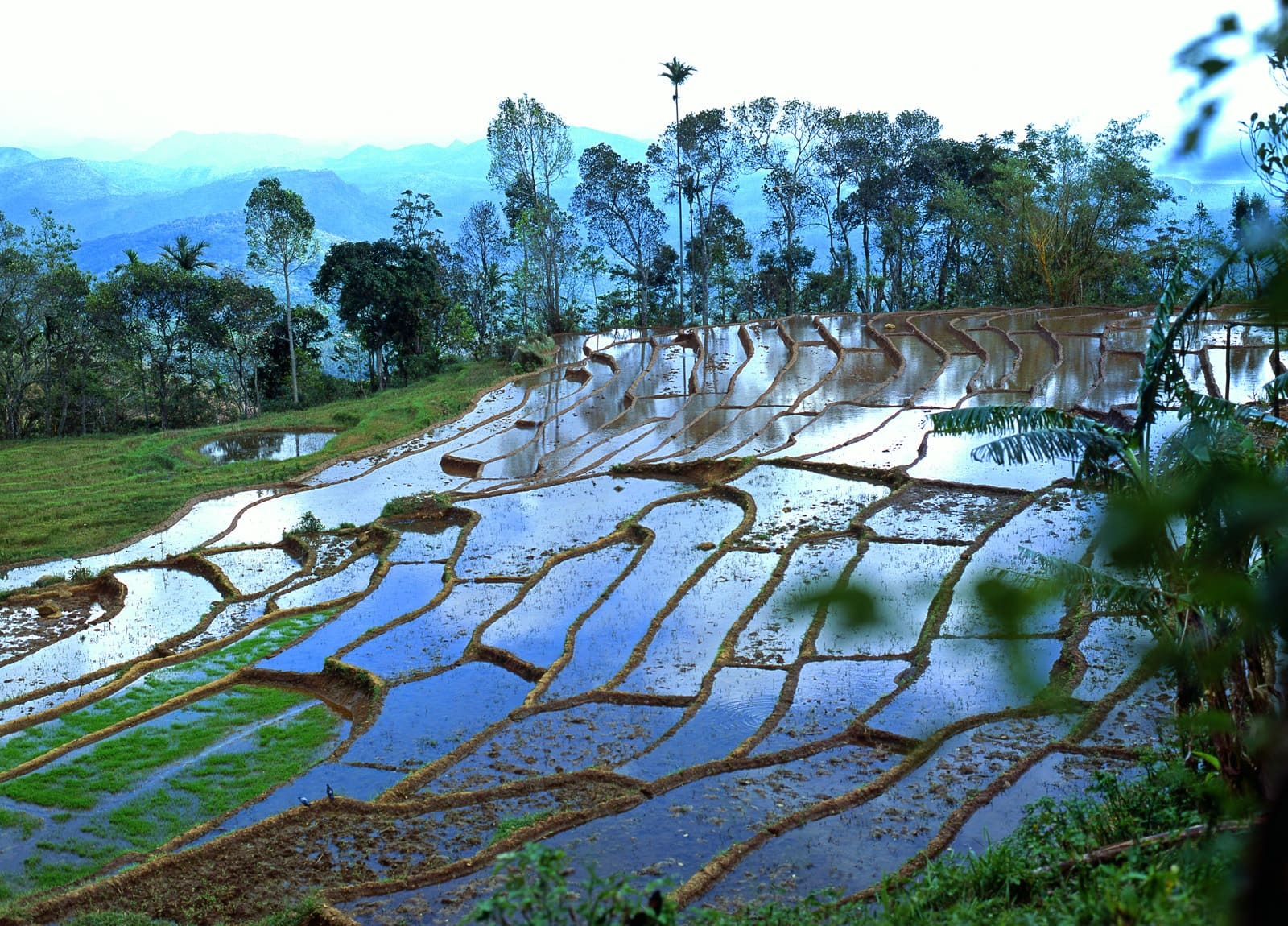 Sri Lanka: how green technologies defeated common sense - My, Delusion, Sri Lanka, Economy, Reform, Reformers, Default, Skeptic, Video, Youtube, Longpost