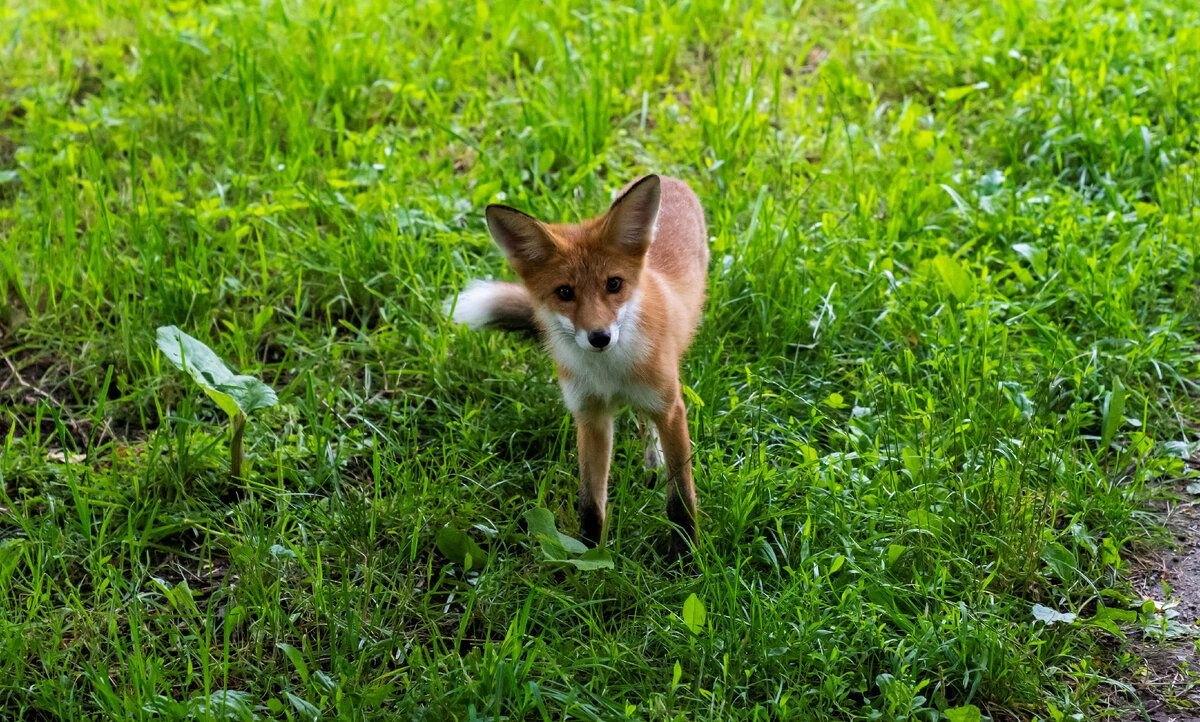 Meeting with Lisa in the VDNKh park - My, Moscow, Fox, Wild World, Animals, Longpost