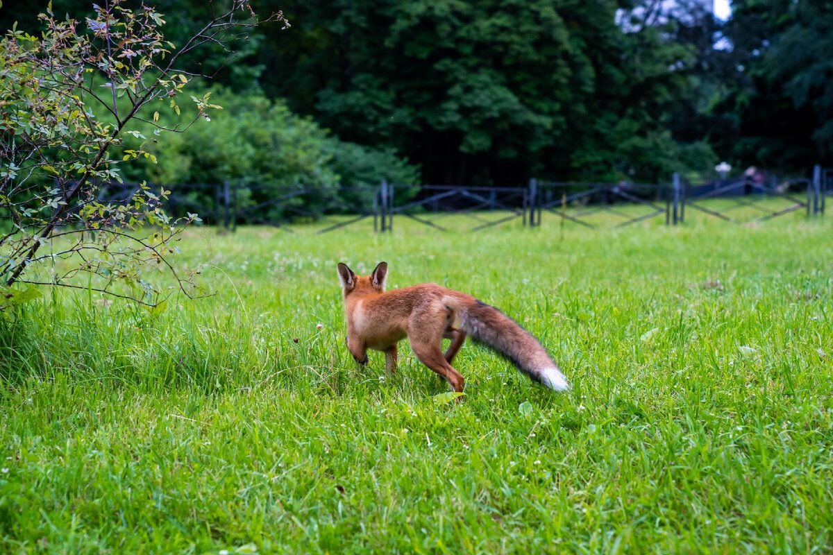 Meeting with Lisa in the VDNKh park - My, Moscow, Fox, Wild World, Animals, Longpost