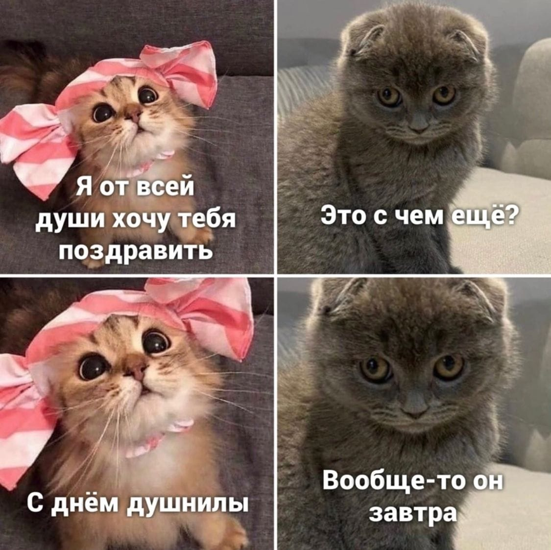 Точность - вежливость королей! (а не душнил там всяких) - Картинки, Душнила, Точность, Юмор, Картинка с текстом, Кот