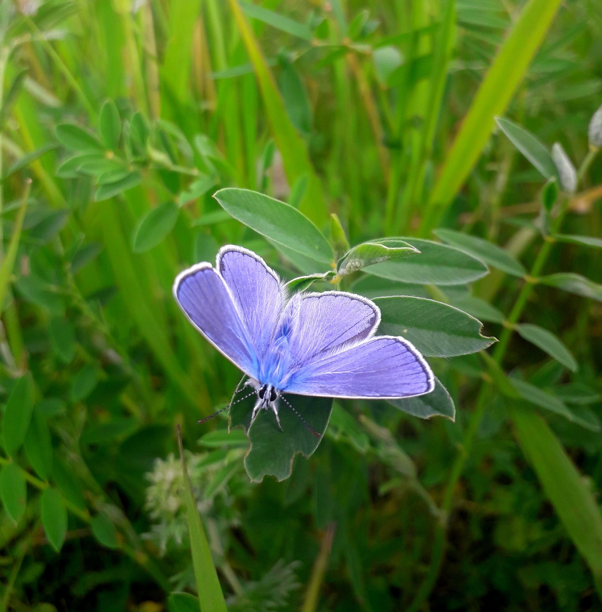 Blueberry listed in the Red Book - My, Nature, Summer, The photo, Photographer, Butterfly, Insects