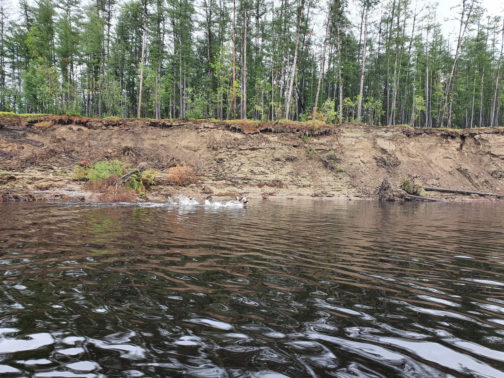 200 km along the taiga river. Photo selection - My, The nature of Russia, Yakutia, The photo, Longpost, River