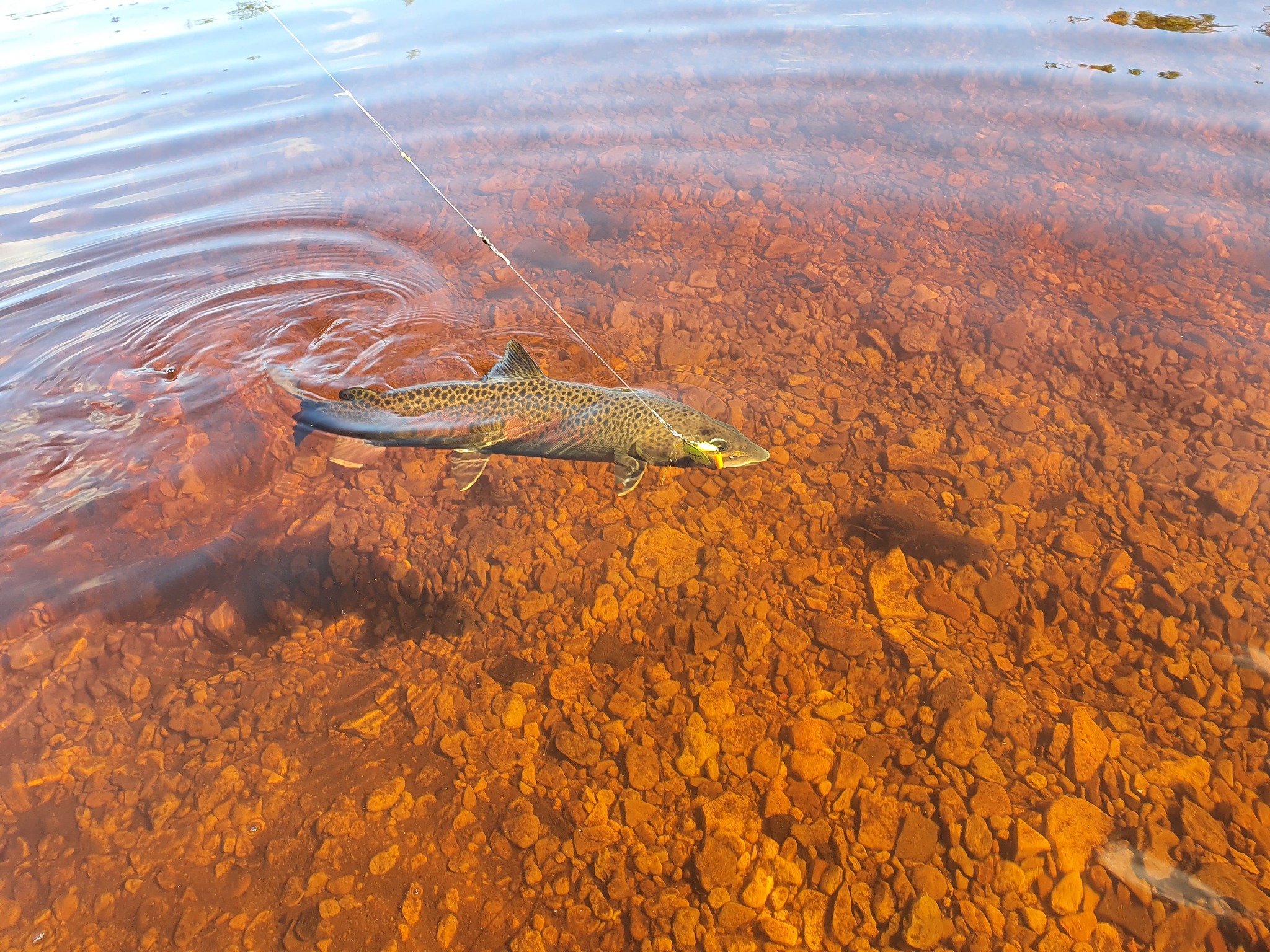 200 km along the taiga river. Photo selection - My, The nature of Russia, Yakutia, The photo, Longpost, River