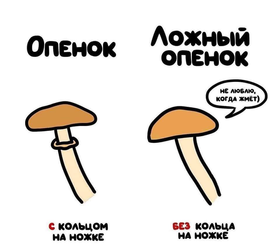 By mushrooms - Mushrooms, Differences, Humor, Longpost, Picture with text