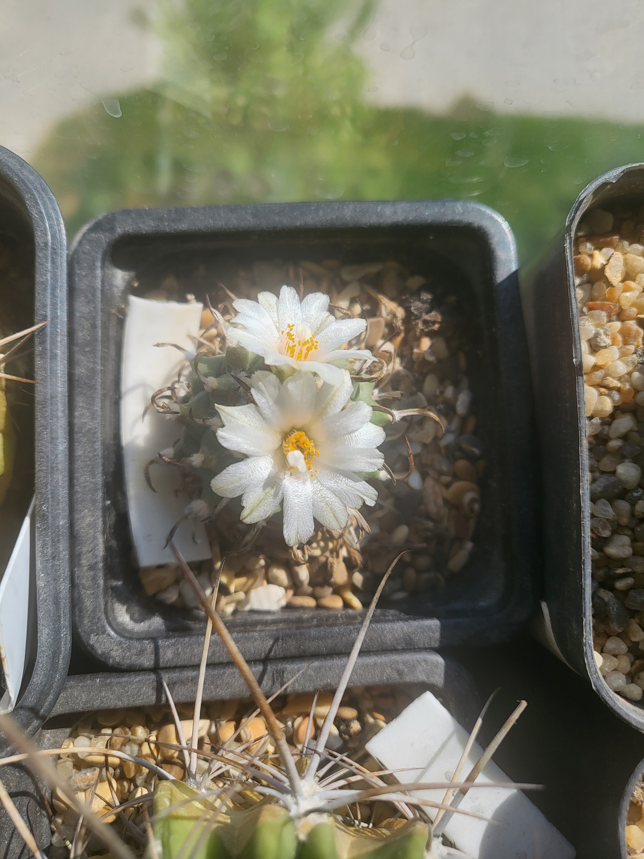 cactus bloomed - My, Bloom, Cactus